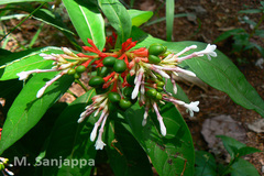 Rauvolfia serpentina